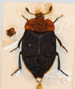 صورة Oiceoptoma thoracicum (Linnaeus 1758)