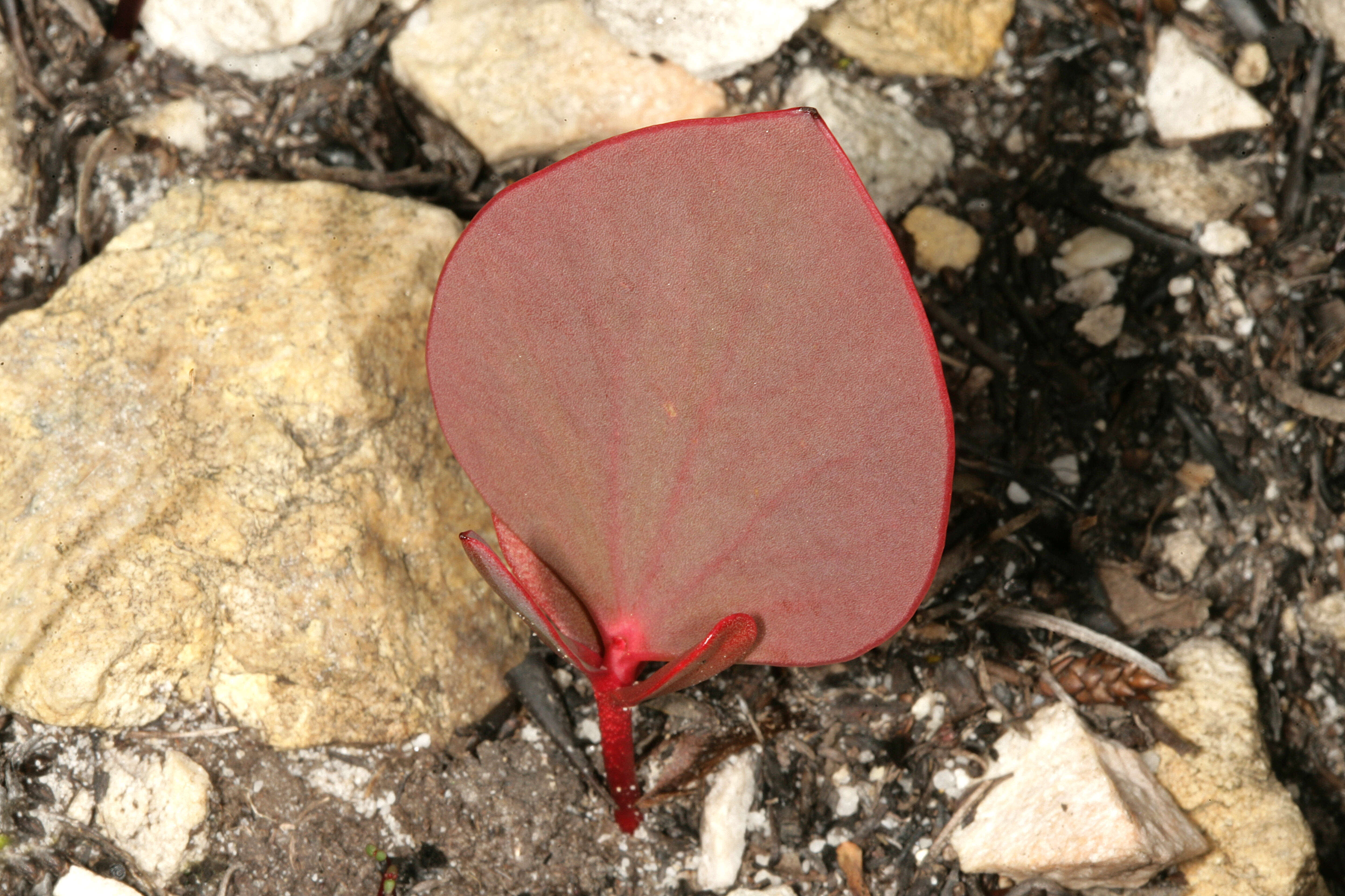 Image of Protea cordata Thunb.