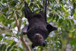 Image of Black Flying Fox