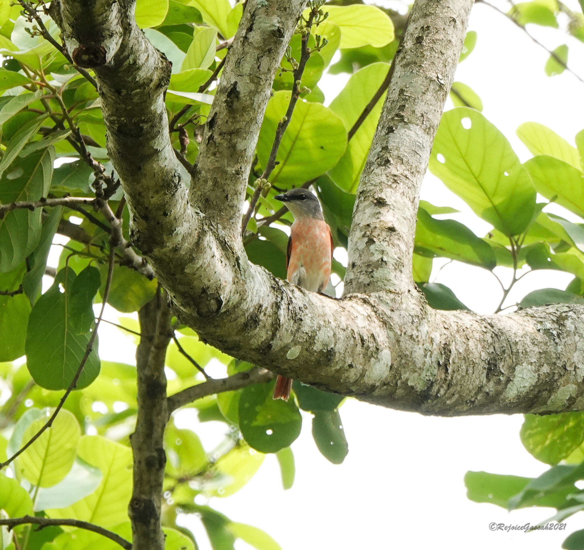 Image of Rosy Minivet