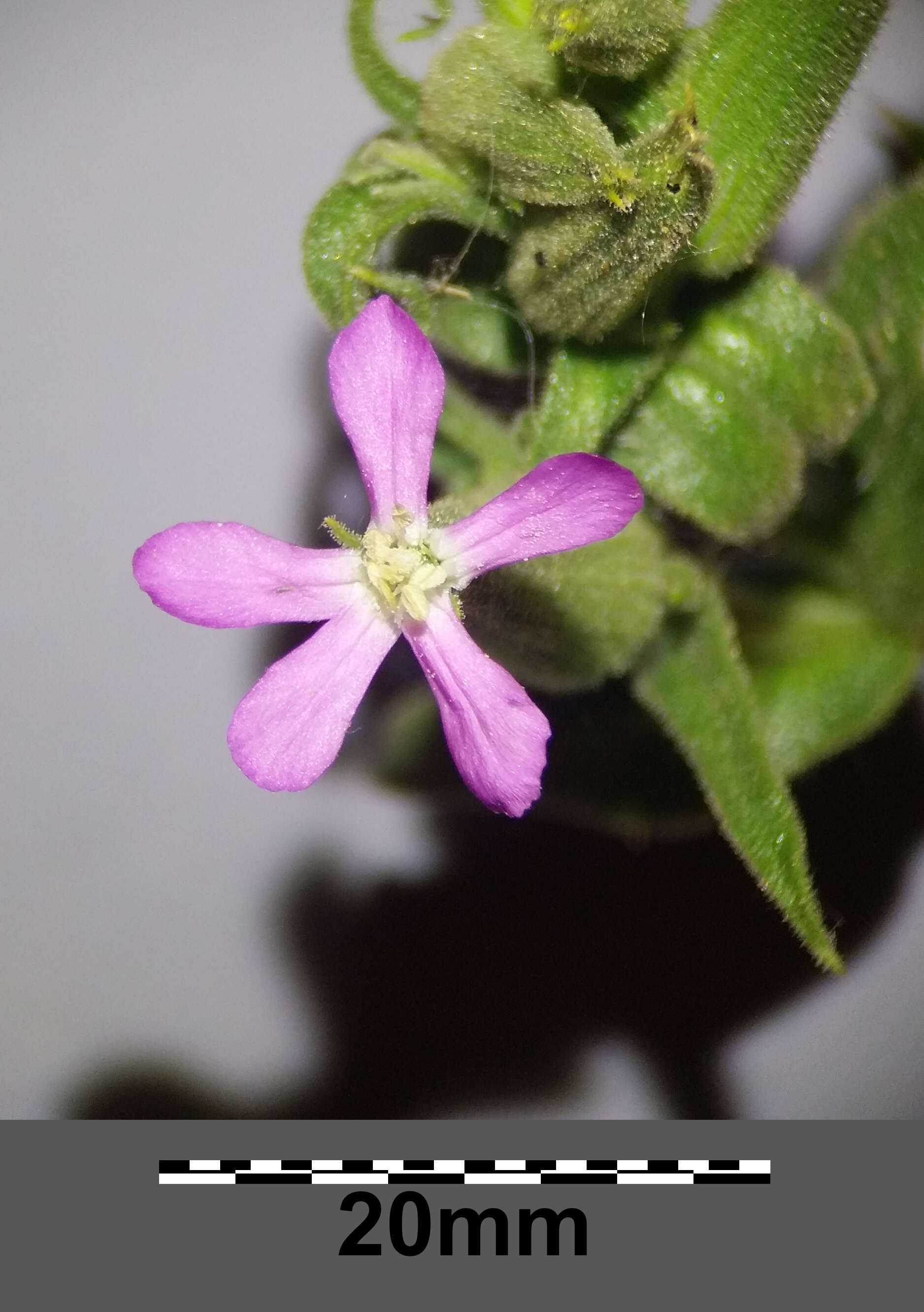 Image de Silene conoidea L.