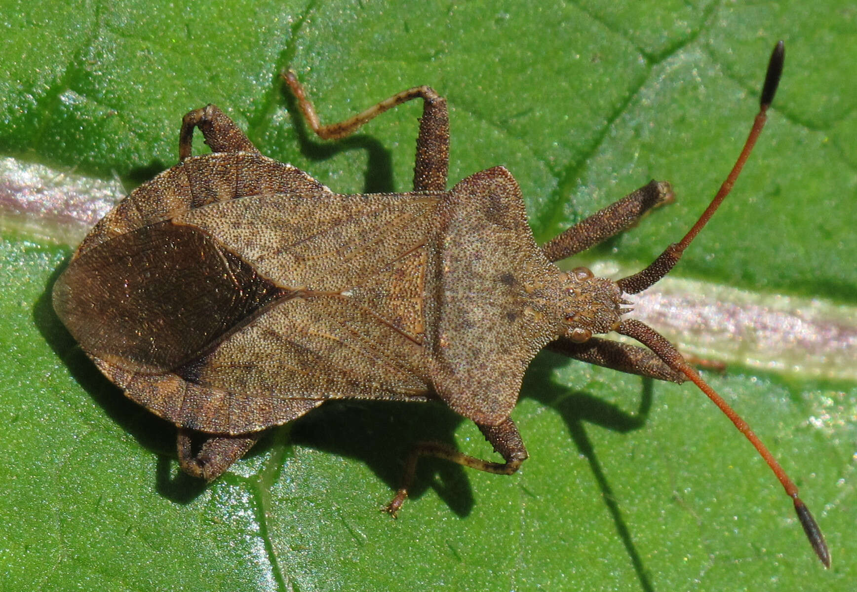 Image of Coreus