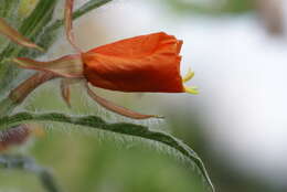 Imagem de Oenothera versicolor Lehm.