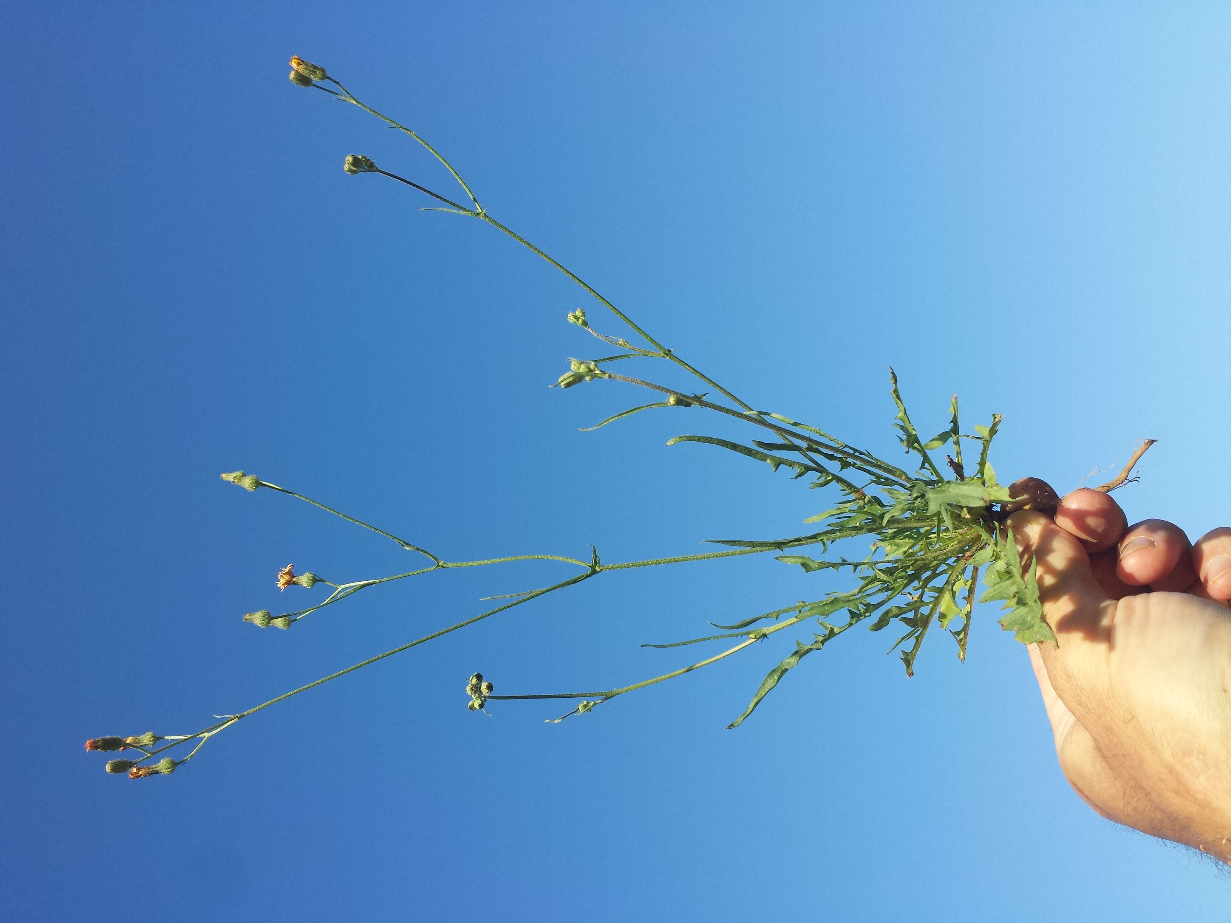 Image of smooth hawksbeard