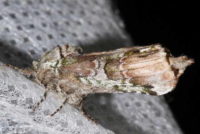 Image of Variegated Prominent, Unicorn Caterpillar Moth