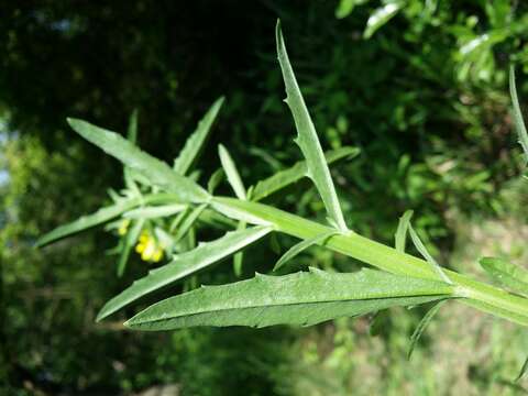 Image of smelly wallflower