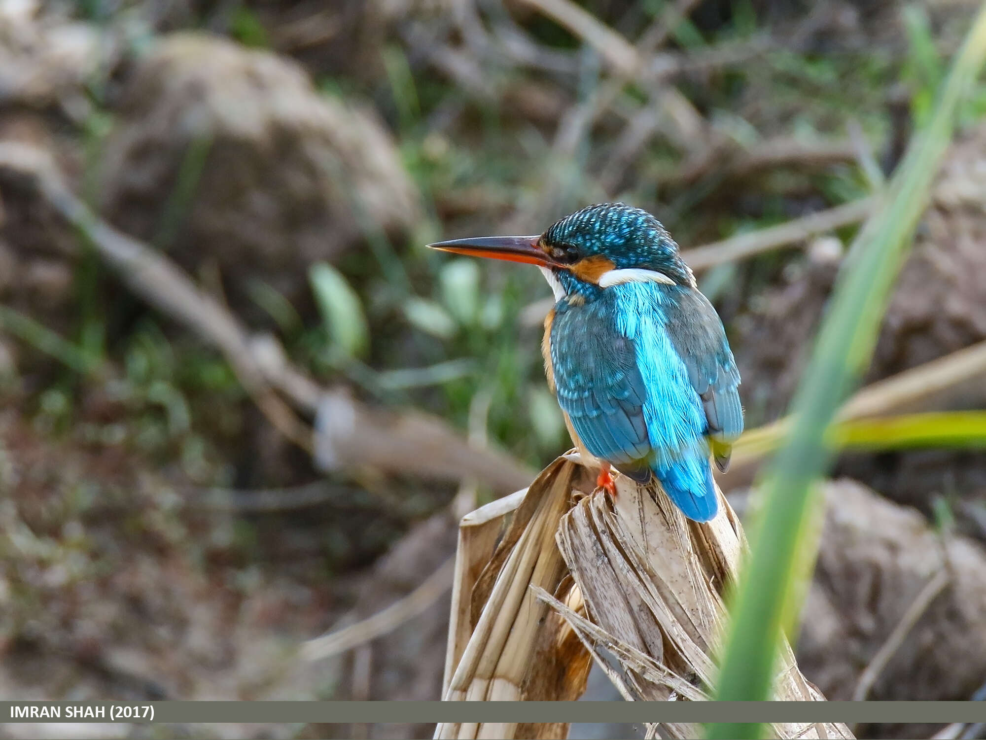 Image of Common Kingfisher