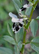 Image of Broad Bean