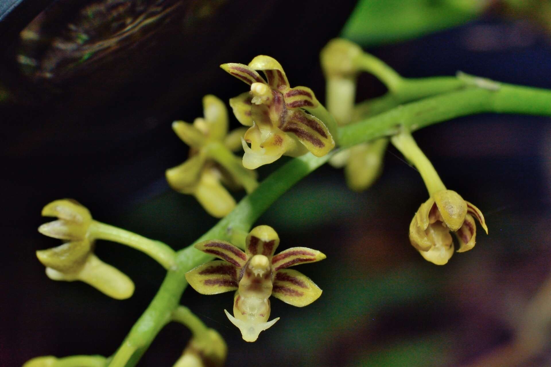 Imagem de Cleisostoma paniculatum (Ker Gawl.) Garay