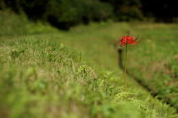 Image of red spider lily