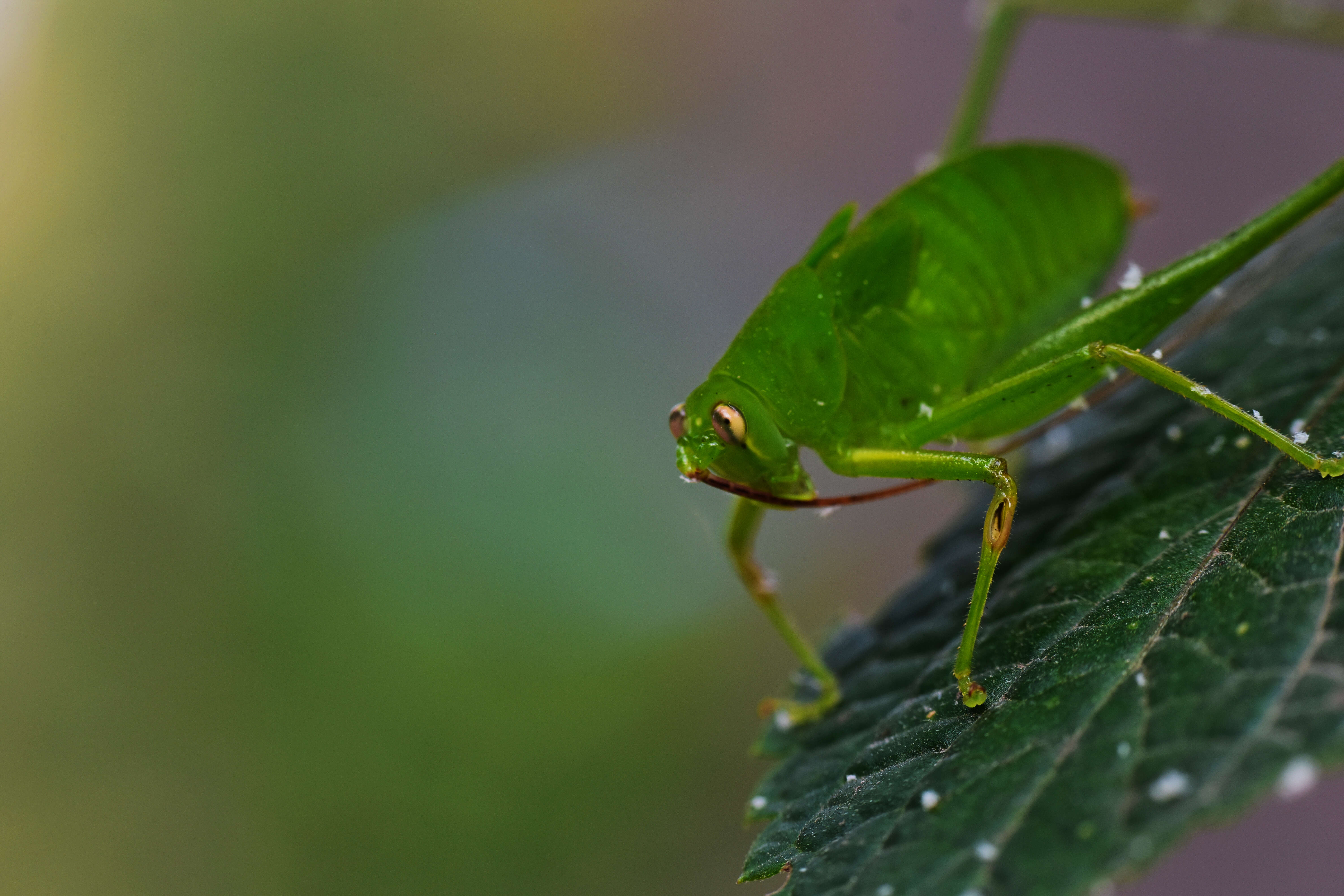 Image of Oblong-winged Katydid