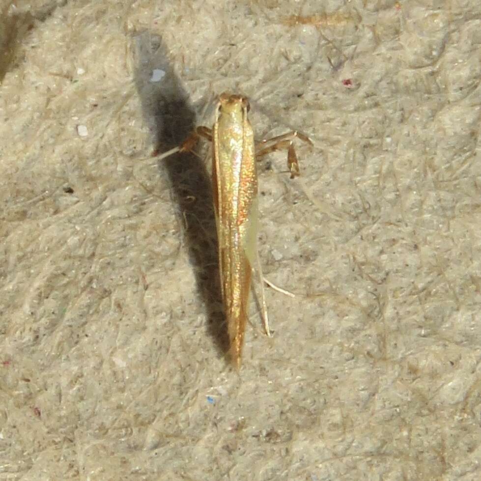 Image of Caloptilia packardella (Chambers 1872)