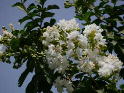 Image of Crape myrtle