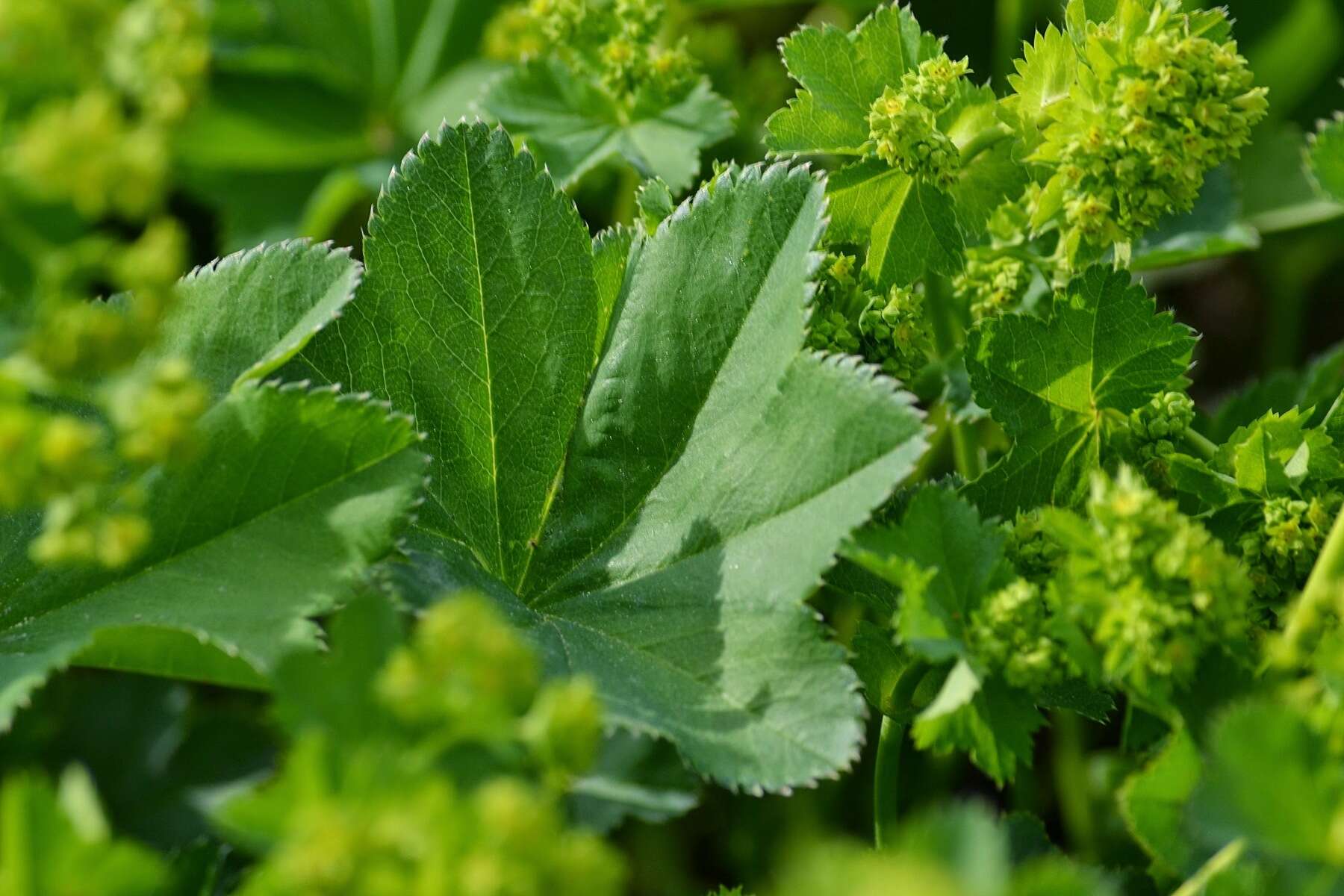 Image of hairy lady's mantle