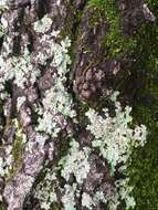 Image of Common greenshield lichen