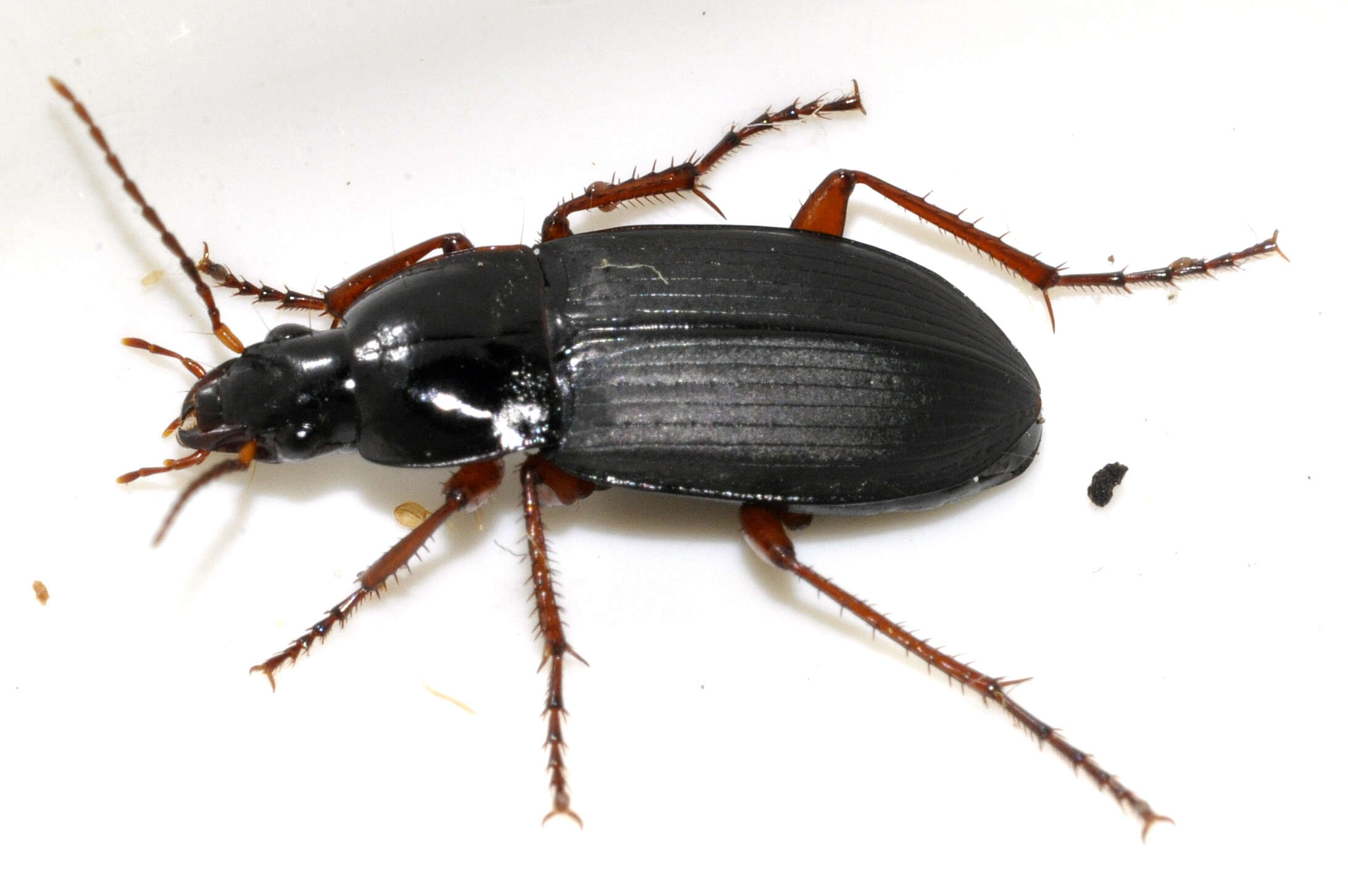 Image of Carabidae