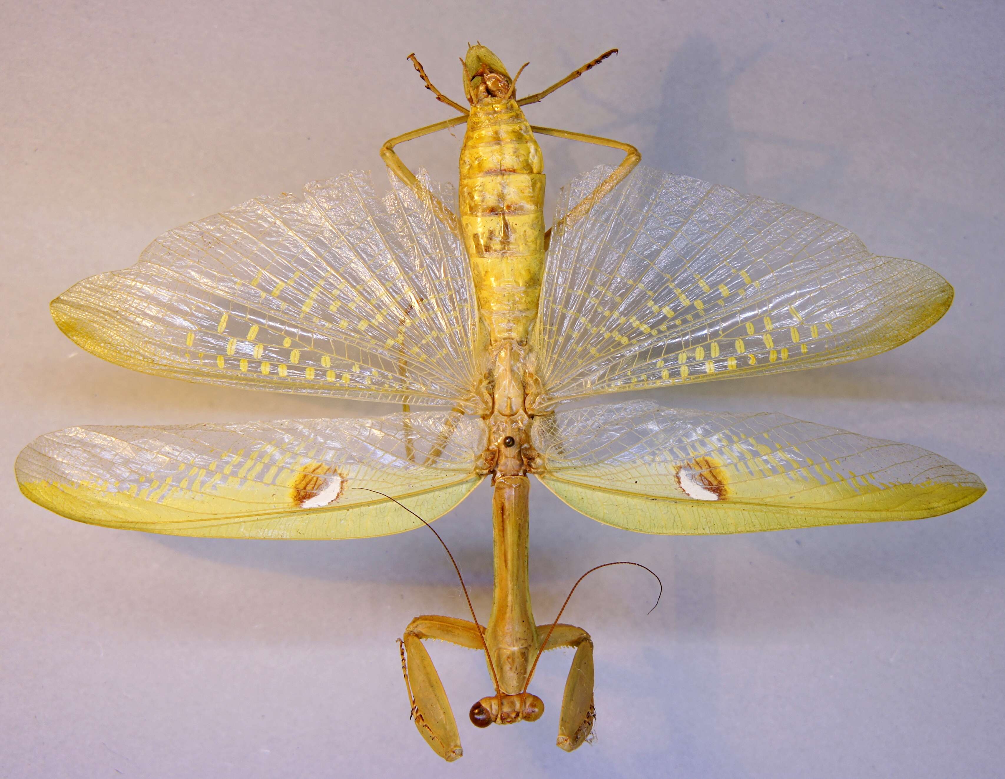 Image of Stagmatoptera biocellata Saussure 1869