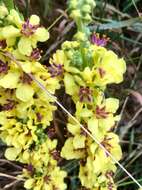 Verbascum nigrum L. resmi