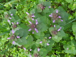 Image of purple archangel