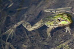 Image of Perez's Frog