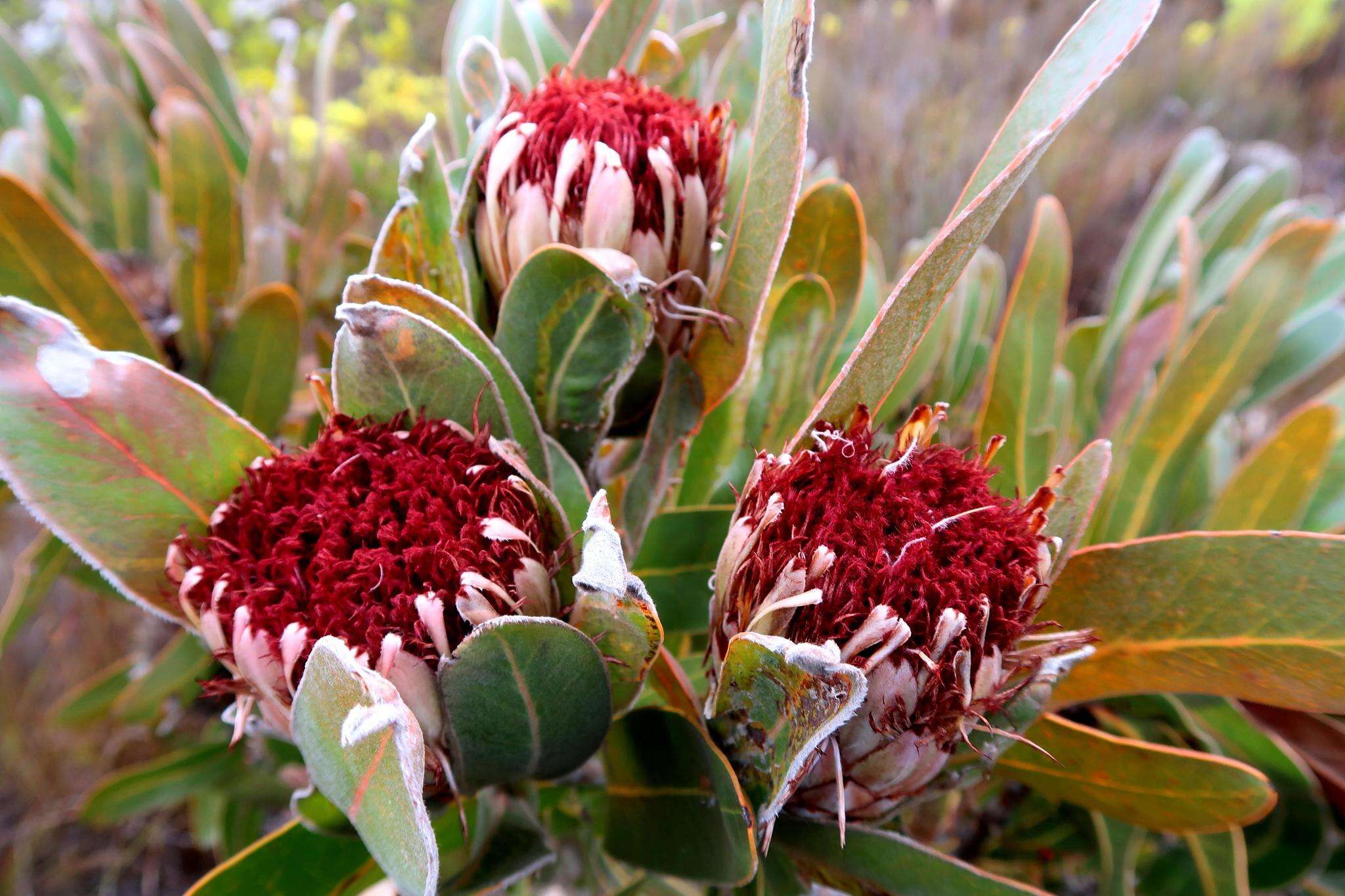 Image of Protea lorifolia (Salisb. ex Knight) Fourc.