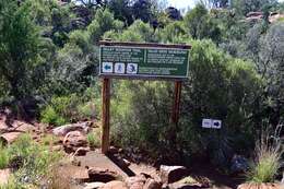 Image of Eastern Cape Crag Lizard