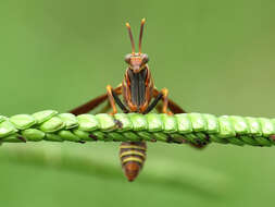 Image of Wasp Mantidfly