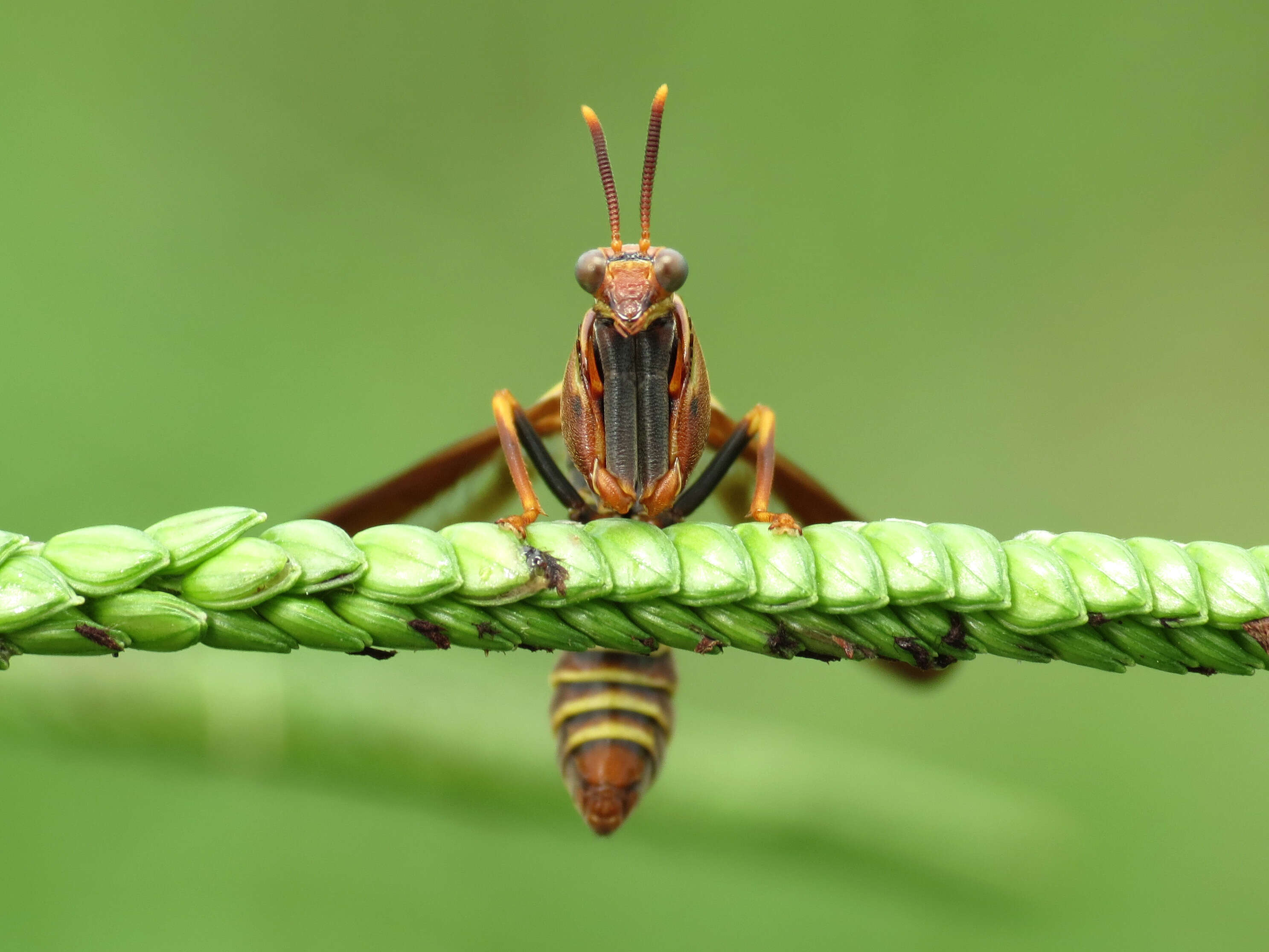 Image of Wasp Mantidfly