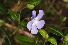 Image of Common Periwinkle