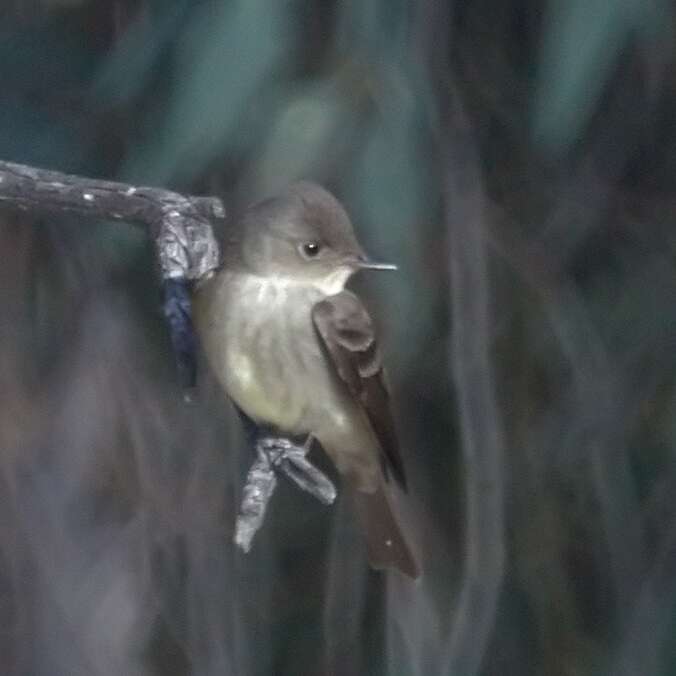 Image of Western Wood Pewee