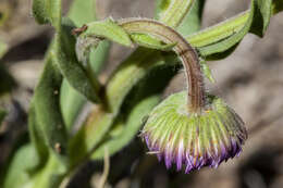 Слика од Erigeron formosissimus Greene