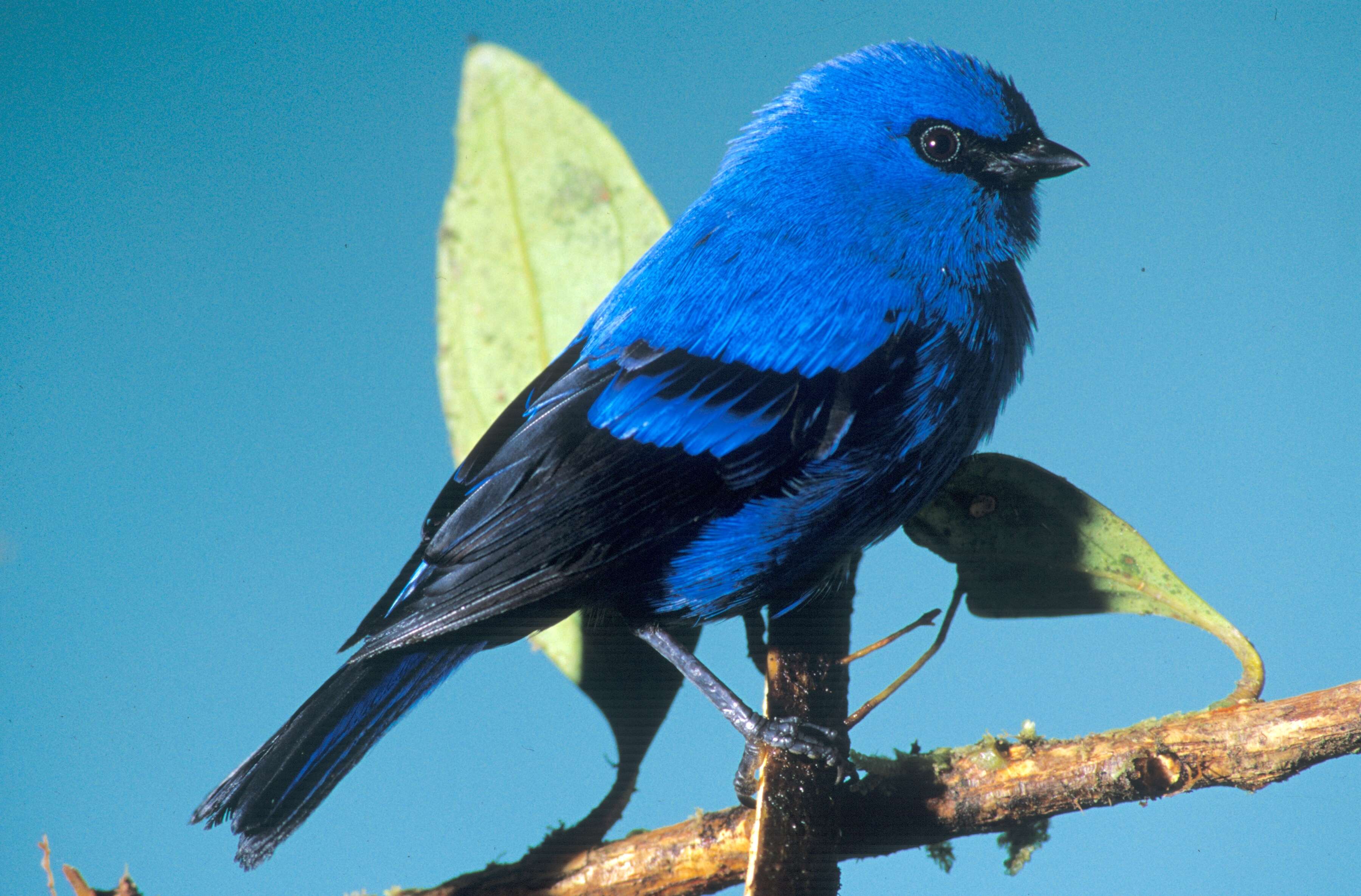 Image of Blue-and-black Tanager