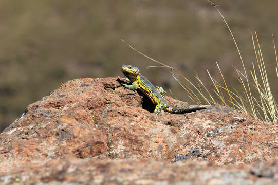 Image of Drakensberg Crag Lizard