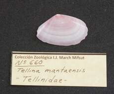 Image de Tellina Linnaeus 1758