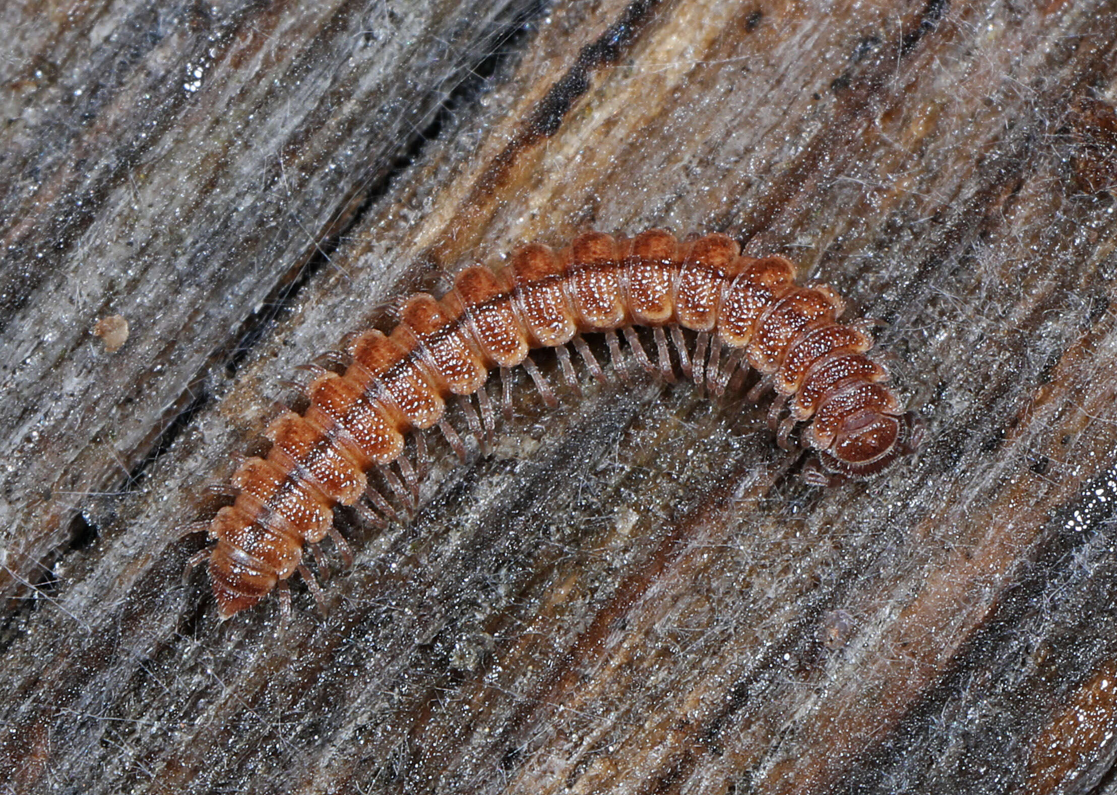 Image of Scytonotus