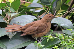 Image of Clay-colored Robin