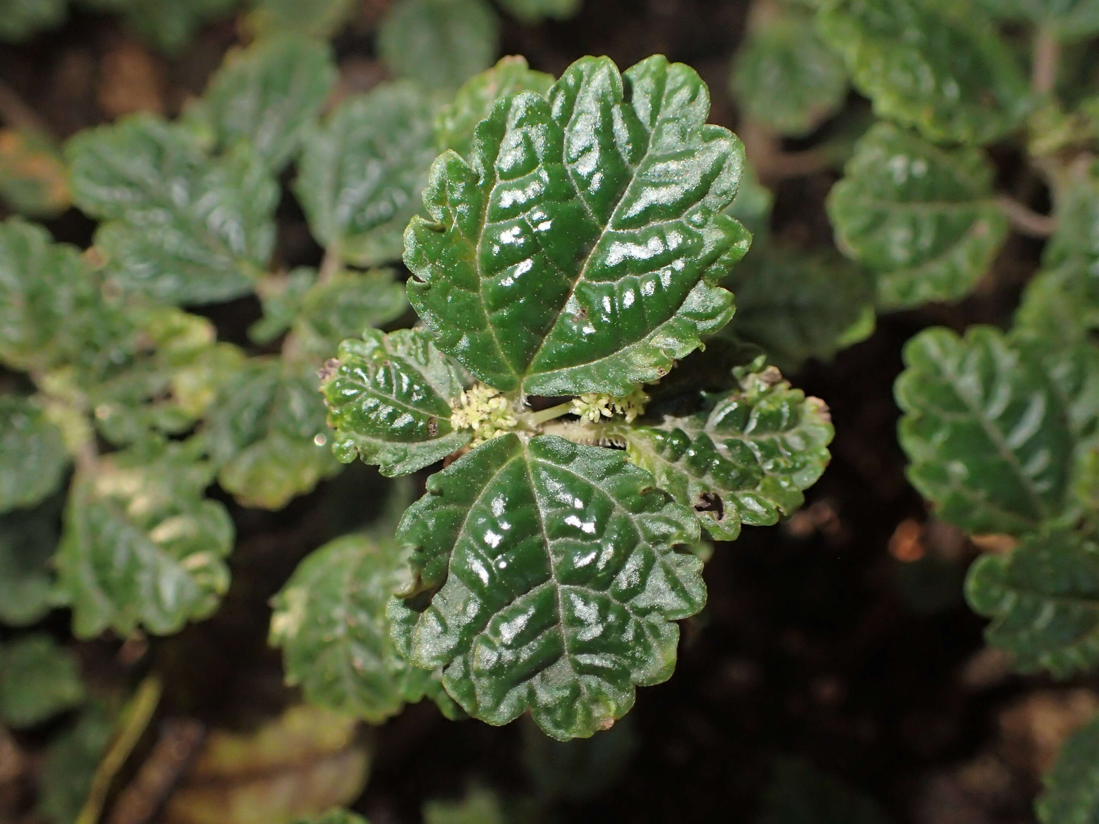 Image of West Indian Clearweed