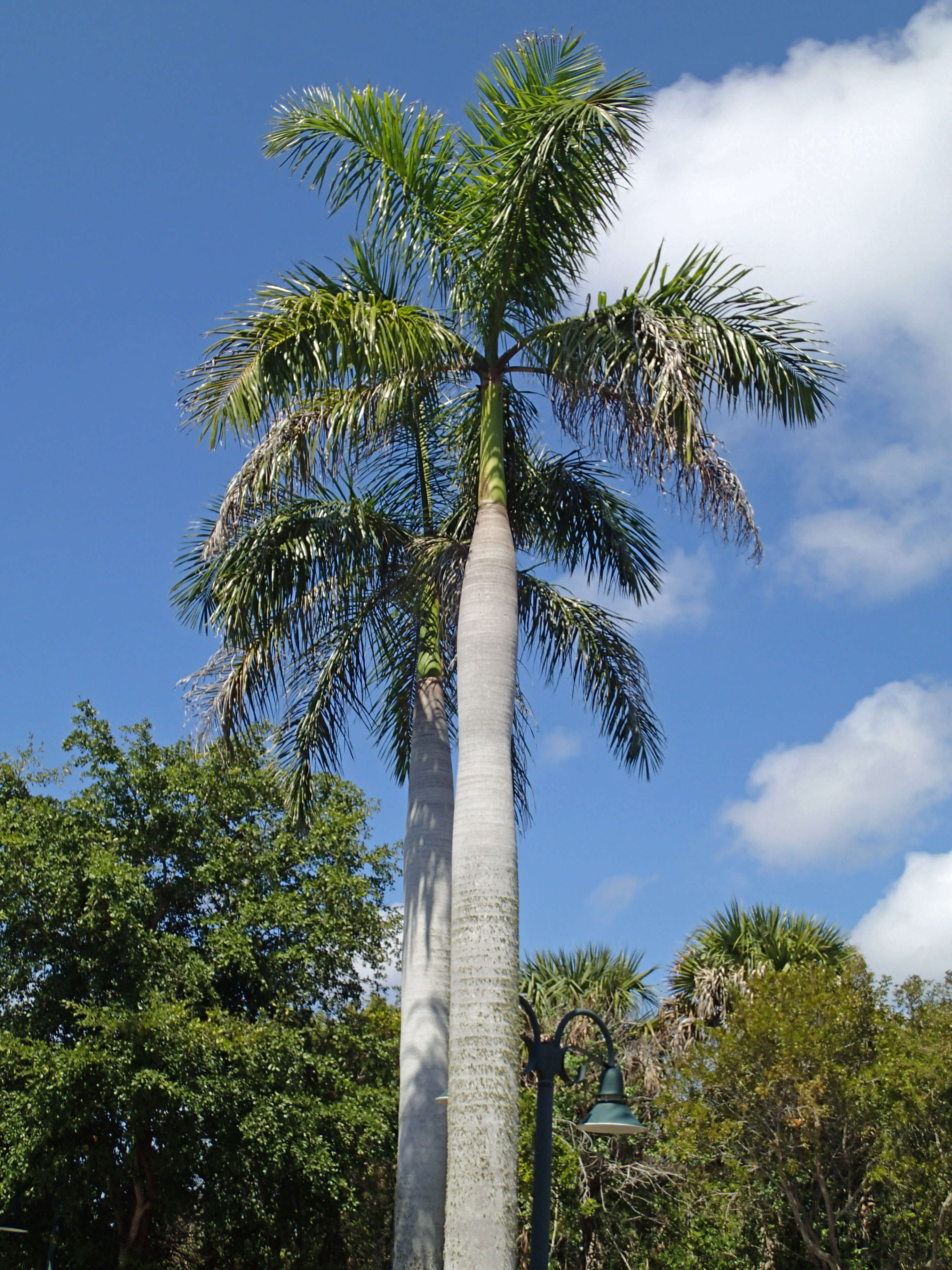 Image of Cuban Royal Palm