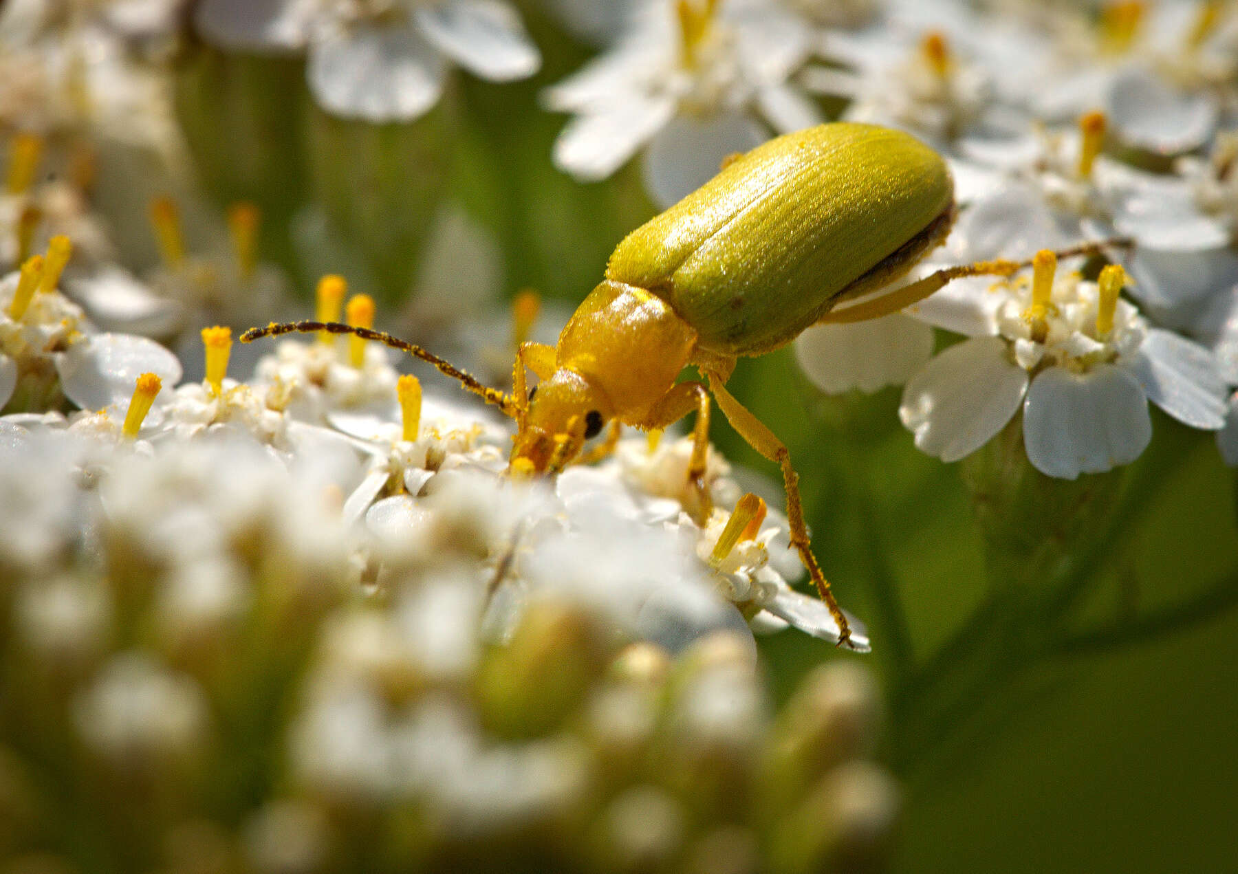 Image of Cteniopus sulphureus