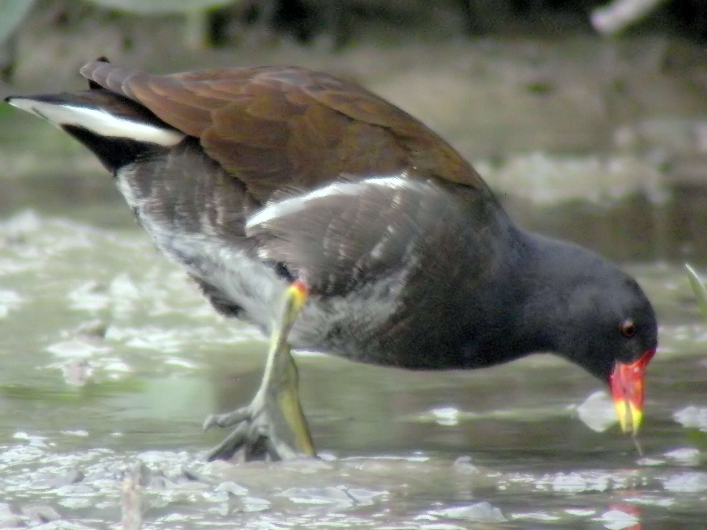 Image of Common Moorhen