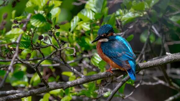 Image of Common Kingfisher