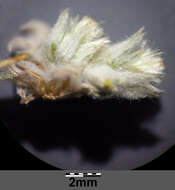 Image of field cudweed