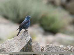 Plancia ëd Monticola solitarius (Linnaeus 1758)