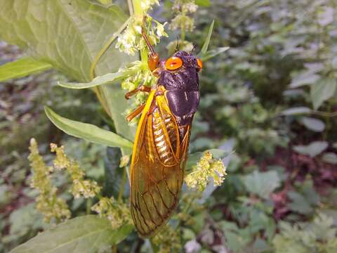 Image of Decula Periodical Cicada