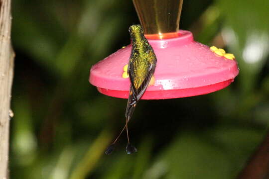 Image of Rufous-booted Racket-tail