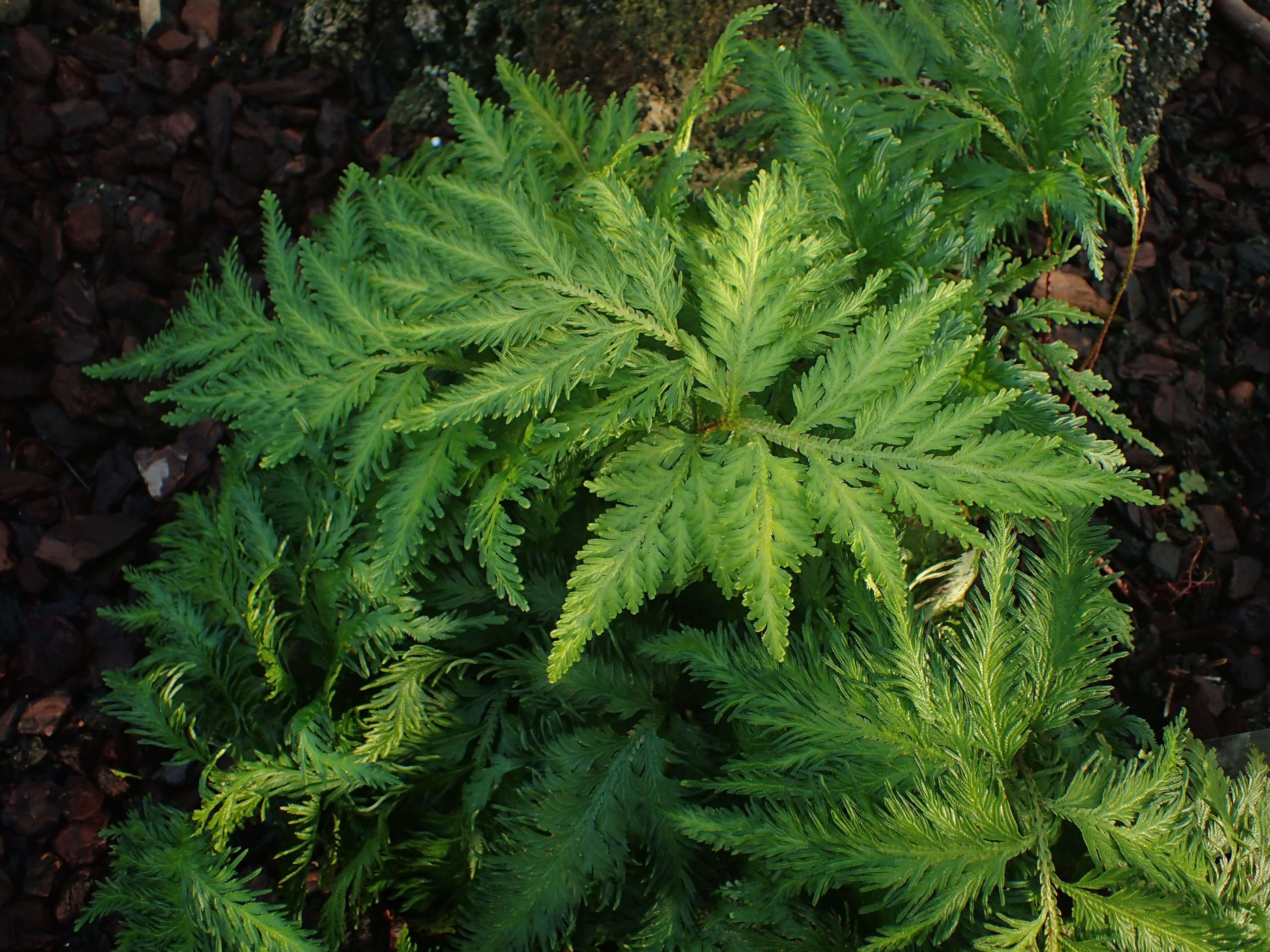 Image of Red Spike-Moss