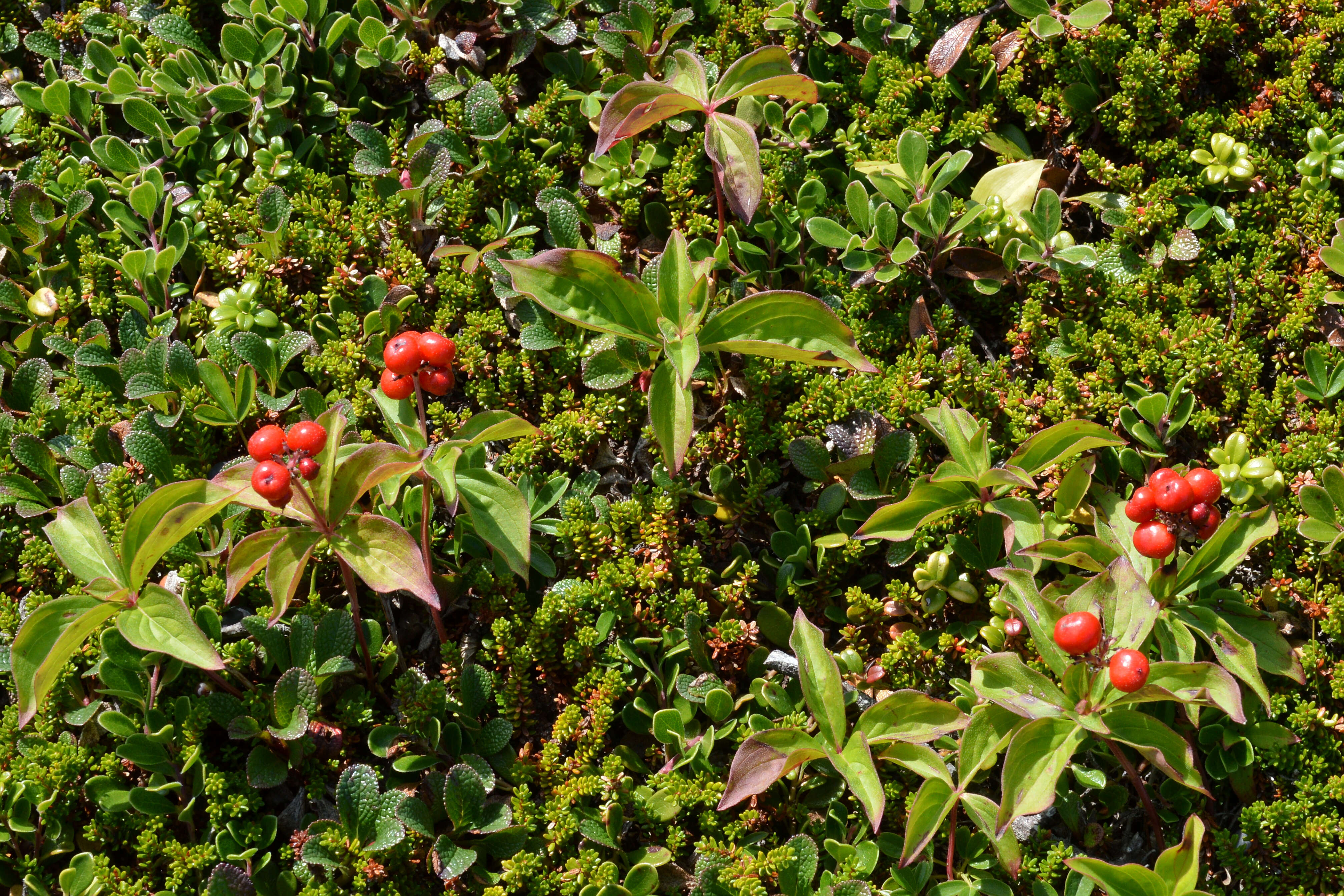 Image of Bunchberry