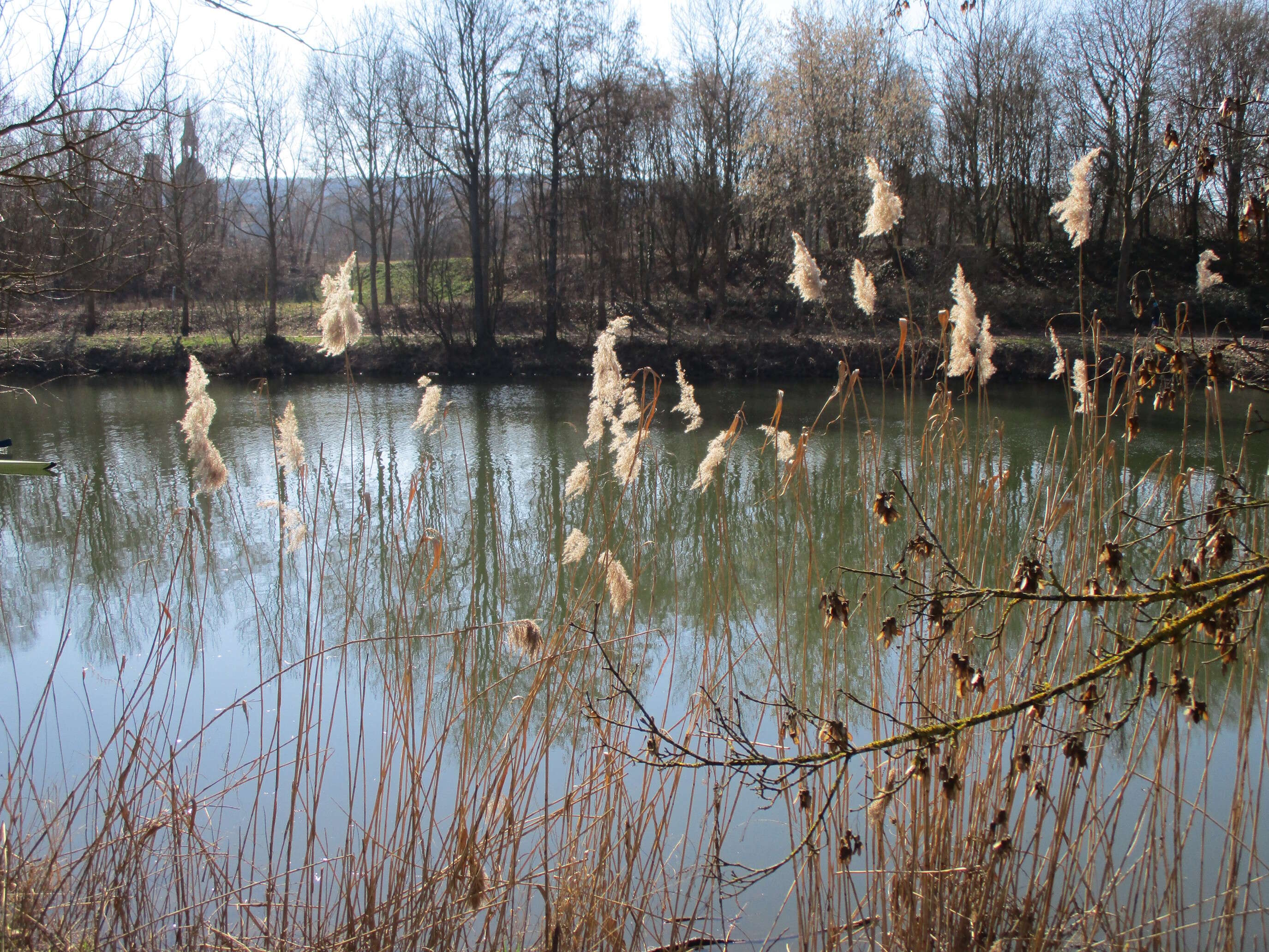 Image of common reed