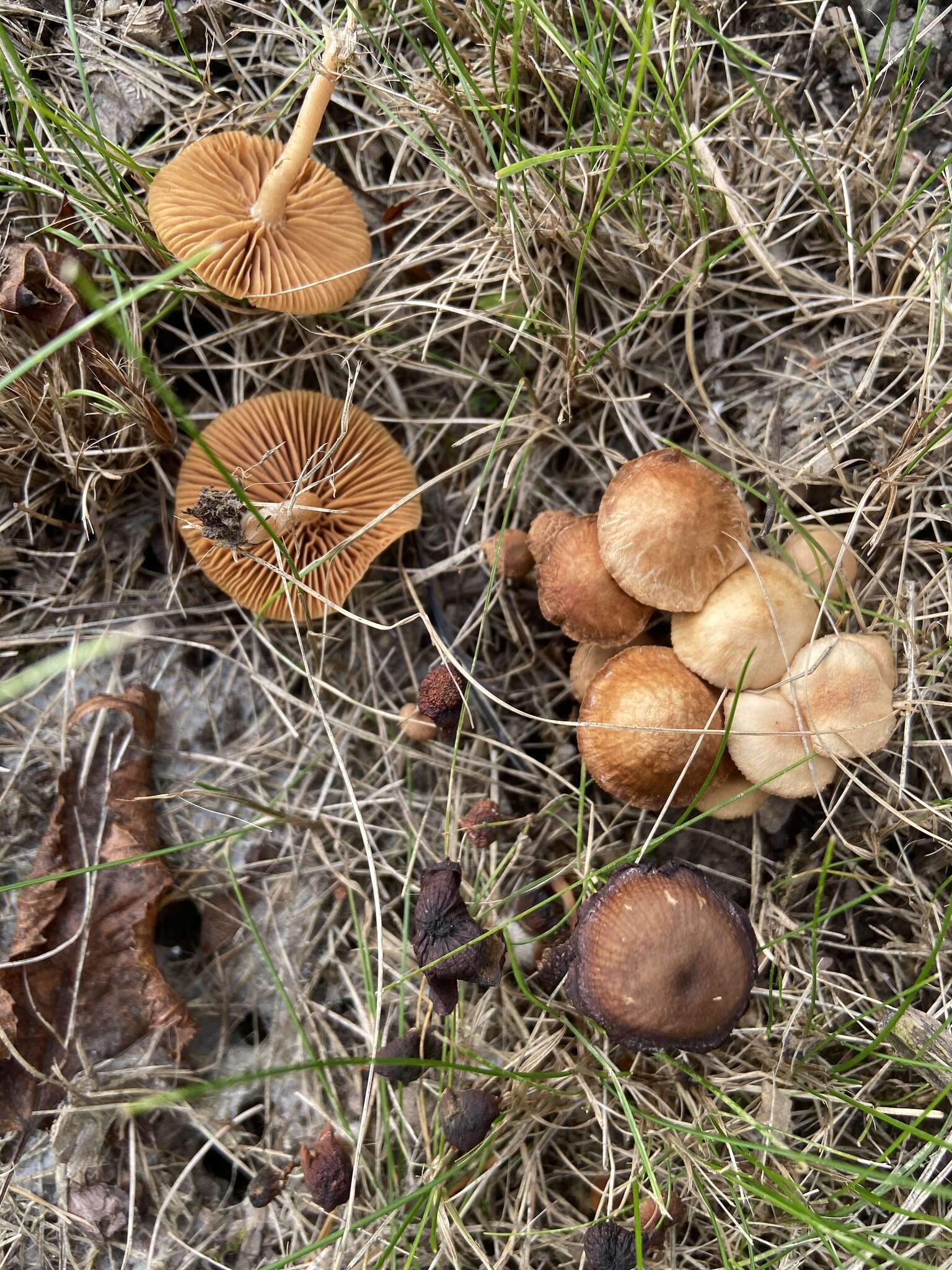 Image of Tubaria furfuracea (Pers.) Gillet 1876