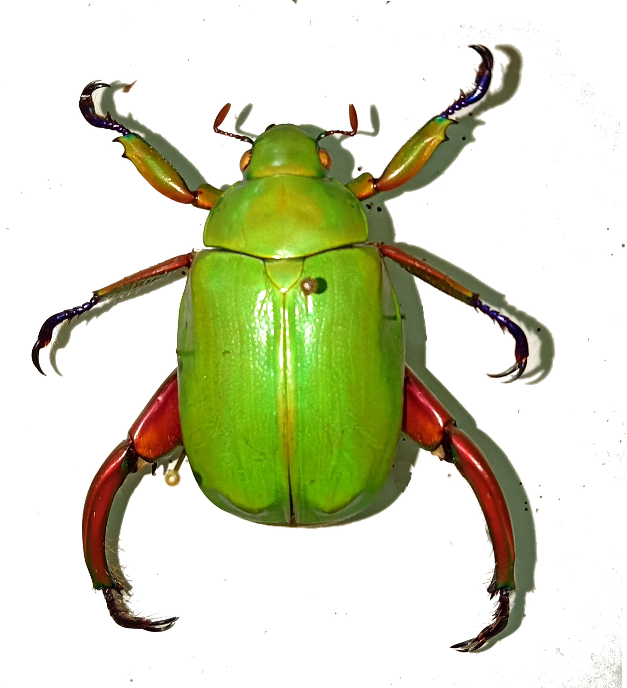 Imagem de Chrysina adolphi Chevrolat 1859